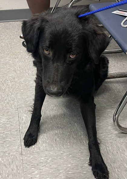 Shelter Stray Male Dog last seen , Caddo Parish, LA, 1500 Monty St, Shreveport, LA 71107, USA