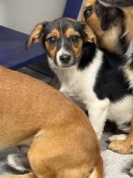 Shelter Stray Female Dog last seen , Caddo Parish, LA, 1500 Monty St, Shreveport, LA 71107, USA