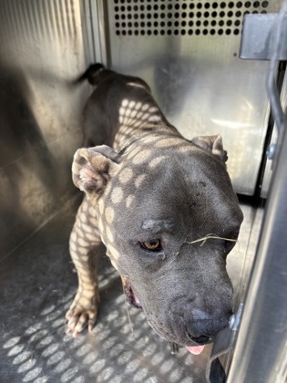 Shelter Stray Male Dog last seen Green Terrace Rd, Caddo Parish,, 1500 Monty St, Shreveport, LA 71107, USA