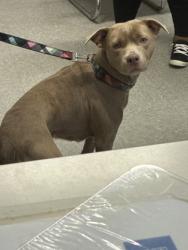 Shelter Stray Female Dog last seen , Caddo Parish, LA, 1500 Monty St, Shreveport, LA 71107, USA