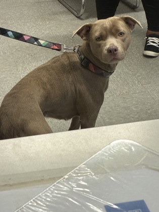 Shelter Stray Female Dog last seen , Caddo Parish, LA, 1500 Monty St, Shreveport, LA 71107, USA