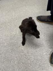 Shelter Stray Male Dog last seen , Caddo Parish, LA, 1500 Monty St, Shreveport, LA 71107, USA