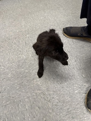 Shelter Stray Male Dog last seen , Caddo Parish, LA, 1500 Monty St, Shreveport, LA 71107, USA