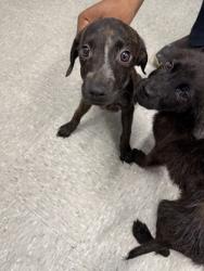 Shelter Stray Male Dog last seen , Caddo Parish, LA, 1500 Monty St, Shreveport, LA 71107, USA