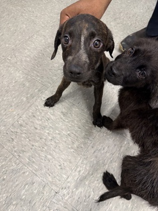 Shelter Stray Male Dog last seen , Caddo Parish, LA, 1500 Monty St, Shreveport, LA 71107, USA