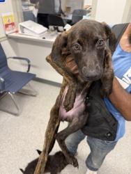 Shelter Stray Female Dog last seen , Caddo Parish, LA, 1500 Monty St, Shreveport, LA 71107, USA