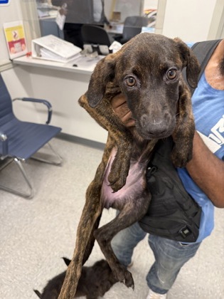 Shelter Stray Female Dog last seen , Caddo Parish, LA, 1500 Monty St, Shreveport, LA 71107, USA