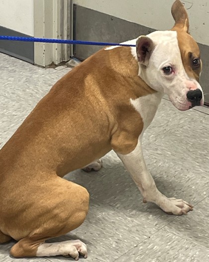 Shelter Stray Male Dog last seen Near Marva Drive, Caddo Parish, LA, 1500 Monty St, Shreveport, LA 71107, USA