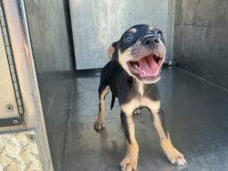Shelter Stray Male Dog last seen Near St Louis Ave, Caddo Parish, LA, 1500 Monty St, Shreveport, LA 71107, USA