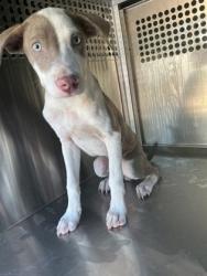Shelter Stray Male Dog last seen Near Smith Ln, Caddo Parish, LA, 1500 Monty St, Shreveport, LA 71107, USA