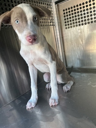 Shelter Stray Male Dog last seen Near Smith Ln, Caddo Parish, LA, 1500 Monty St, Shreveport, LA 71107, USA