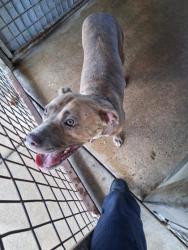 Shelter Stray Female Dog last seen , Caddo Parish, LA, 1500 Monty St, Shreveport, LA 71107, USA