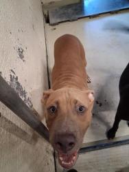 Shelter Stray Male Dog last seen , Caddo Parish, LA, 1500 Monty St, Shreveport, LA 71107, USA