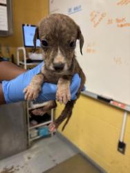 Shelter Stray Female Dog last seen Jonquil Dr, Caddo Parish, LA, 1500 Monty St, Shreveport, LA 71107, USA