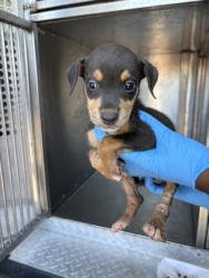 Shelter Stray Female Dog last seen Jonquil Dr, Caddo Parish, LA, 1500 Monty St, Shreveport, LA 71107, USA