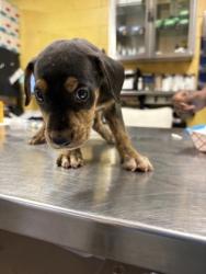 Shelter Stray Female Dog last seen Jonquil Dr, Caddo Parish, LA, 1500 Monty St, Shreveport, LA 71107, USA