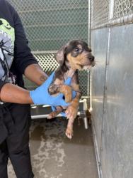 Shelter Stray Male Dog last seen Jonquil Dr, Caddo Parish, LA, 1500 Monty St, Shreveport, LA 71107, USA