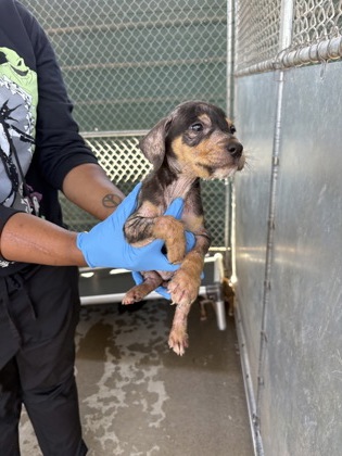 Shelter Stray Male Dog last seen Jonquil Dr, Caddo Parish, LA, 1500 Monty St, Shreveport, LA 71107, USA