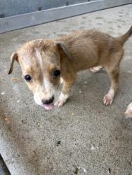 Shelter Stray Male Dog last seen Jonquil Dr, Caddo Parish, LA, 1500 Monty St, Shreveport, LA 71107, USA