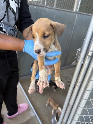 Shelter Stray Male Dog last seen Jonquil Dr, Caddo Parish, LA, 1500 Monty St, Shreveport, LA 71107, USA