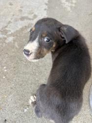 Shelter Stray Male Dog last seen Jonquil Dr, Caddo Parish, LA, 1500 Monty St, Shreveport, LA 71107, USA
