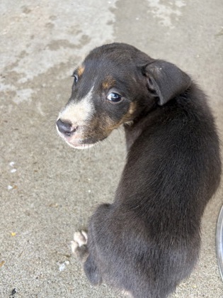 Shelter Stray Male Dog last seen Jonquil Dr, Caddo Parish, LA, 1500 Monty St, Shreveport, LA 71107, USA