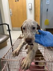 Shelter Stray Male Dog last seen Janey St, Caddo Parish, LA, 1500 Monty St, Shreveport, LA 71107, USA