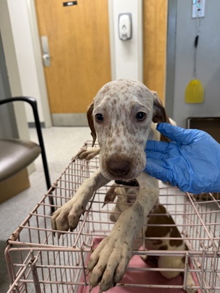 Shelter Stray Male Dog last seen Janey St, Caddo Parish, LA, 1500 Monty St, Shreveport, LA 71107, USA