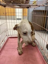 Shelter Stray Male Dog last seen Janey St, Caddo Parish, LA, 1500 Monty St, Shreveport, LA 71107, USA