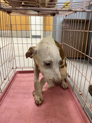 Shelter Stray Male Dog last seen Janey St, Caddo Parish, LA, 1500 Monty St, Shreveport, LA 71107, USA