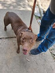 Shelter Stray Female Dog last seen , Caddo Parish, LA, 1500 Monty St, Shreveport, LA 71107, USA
