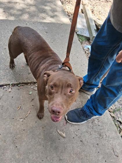 Shelter Stray Female Dog last seen , Caddo Parish, LA, 1500 Monty St, Shreveport, LA 71107, USA