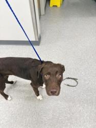 Shelter Stray Male Dog last seen linden street, Caddo Parish, LA, 1500 Monty St, Shreveport, LA 71107, USA