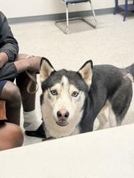 Shelter Stray Male Dog last seen , Caddo Parish, LA, 1500 Monty St, Shreveport, LA 71107, USA