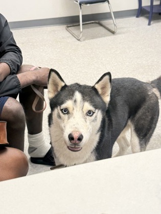 Shelter Stray Male Dog last seen , Caddo Parish, LA, 1500 Monty St, Shreveport, LA 71107, USA