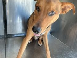 Shelter Stray Male Dog last seen Near Oak Forest Ln, Caddo Parish, LA, 1500 Monty St, Shreveport, LA 71107, USA