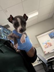 Shelter Stray Female Dog last seen Common, Caddo Parish, LA, 1500 Monty St, Shreveport, LA 71107, USA