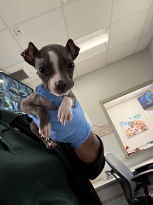 Shelter Stray Female Dog last seen Common, Caddo Parish, LA, 1500 Monty St, Shreveport, LA 71107, USA