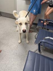 Shelter Stray Male Dog last seen Youree Drive, Caddo Parish, LA, 1500 Monty St, Shreveport, LA 71107, USA