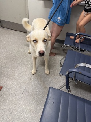 Shelter Stray Male Dog last seen Youree Drive, Caddo Parish, LA, 1500 Monty St, Shreveport, LA 71107, USA
