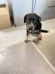 Shelter Stray Female Dog last seen cross lake, Caddo Parish, LA, 1500 Monty St, Shreveport, LA 71107, USA