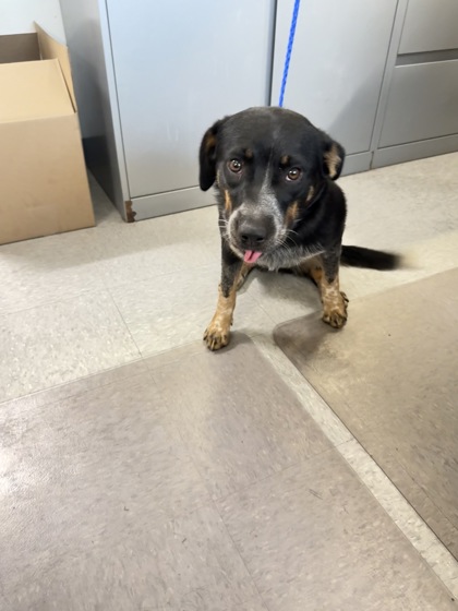 Shelter Stray Female Dog last seen cross lake, Caddo Parish, LA, 1500 Monty St, Shreveport, LA 71107, USA