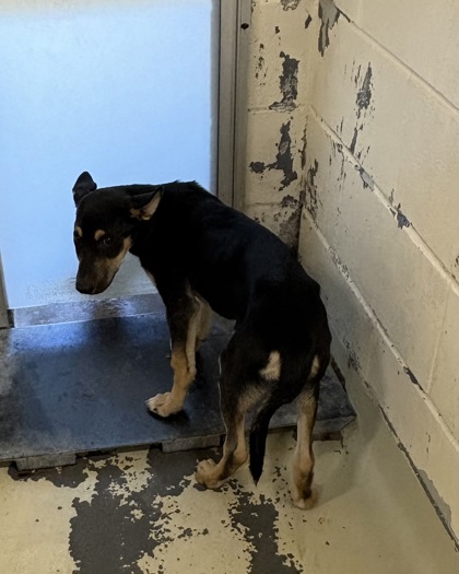Shelter Stray Male Dog last seen Alabama, Caddo Parish, LA, 1500 Monty St, Shreveport, LA 71107, USA