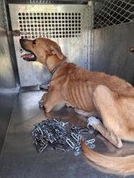 Shelter Stray Female Dog last seen Near Alma Street, Caddo Parish, LA, 1500 Monty St, Shreveport, LA 71107, USA