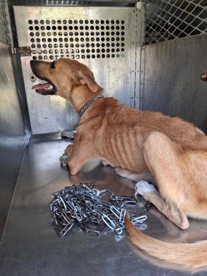 Shelter Stray Female Dog last seen Near Alma Street, Caddo Parish, LA, 1500 Monty St, Shreveport, LA 71107, USA