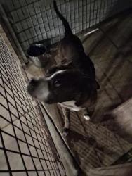 Shelter Stray Male Dog last seen Near S Land Ave, Caddo Parish, LA, 1500 Monty St, Shreveport, LA 71107, USA