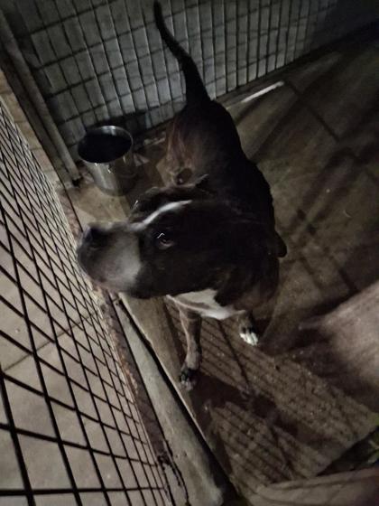 Shelter Stray Male Dog last seen Near S Land Ave, Caddo Parish, LA, 1500 Monty St, Shreveport, LA 71107, USA