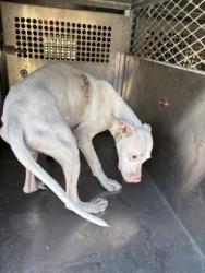 Shelter Stray Male Dog last seen W Canal Blvd, Caddo Parish, LA, 1500 Monty St, Shreveport, LA 71107, USA