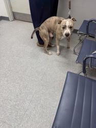 Shelter Stray Male Dog last seen Public Storage, Caddo Parish, LA, 1500 Monty St, Shreveport, LA 71107, USA