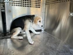 Shelter Stray Female Dog last seen Adcock Rd, Caddo Parish,, 1500 Monty St, Shreveport, LA 71107, USA